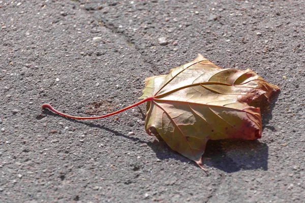 Autumn maple leaf on grey asphalt — Stock Photo, Image