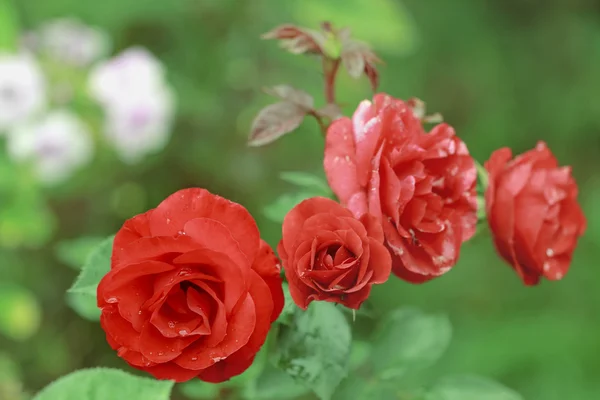 Bright red fresh roses bloom on green bush — Stock Photo, Image