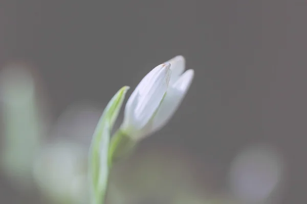 Knopp snowdrop — Stockfoto