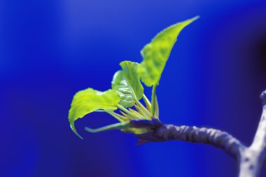 Genç yeşil kavak bloom dal üzerinde bırakır.