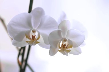 Çiçekler beyaz oda orkide çiçek açan