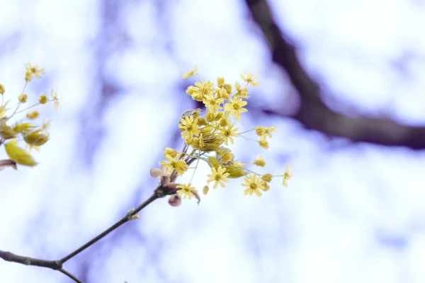 水色の空の背景に黄色の春枝 — ストック写真