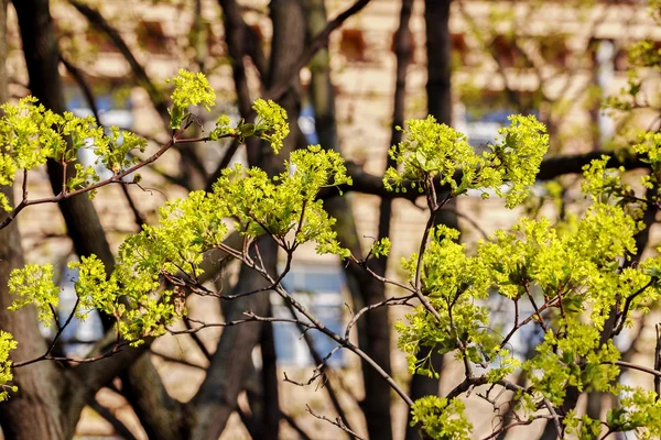 Bahar çiçek açması ağaç dalları güneşli gün — Stok fotoğraf