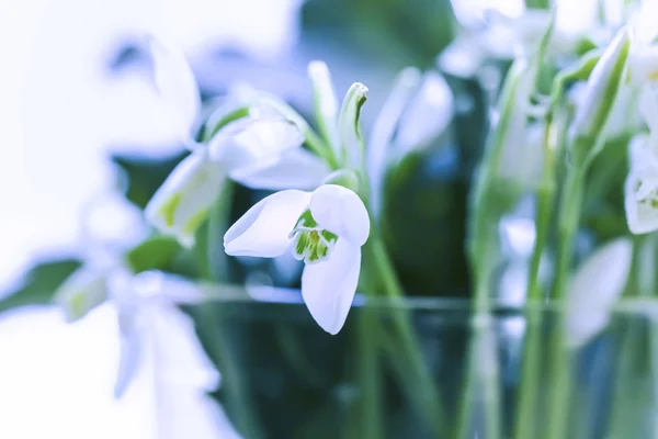 Flor de la belleza primavera nevada —  Fotos de Stock