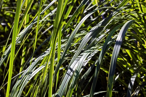 Carex de jardin sur une journée ensoleillée d'été — Photo