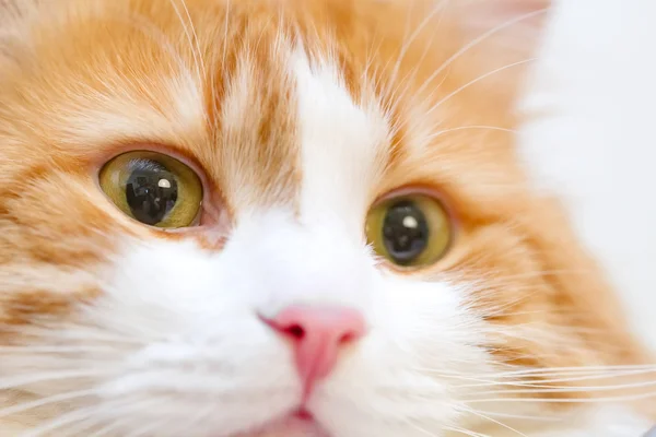 Closeup eyes adult red cat — Stock Photo, Image