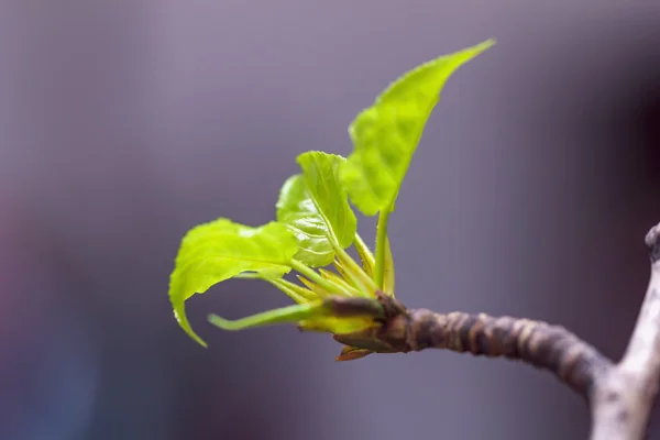 Юные зелёные листья тополя — стоковое фото