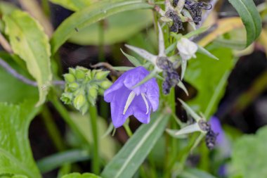 Mavi Bahçe çan yaz bulutlu gün