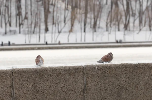 Porumbei pe parapetul de iarnă al digului — Fotografie, imagine de stoc