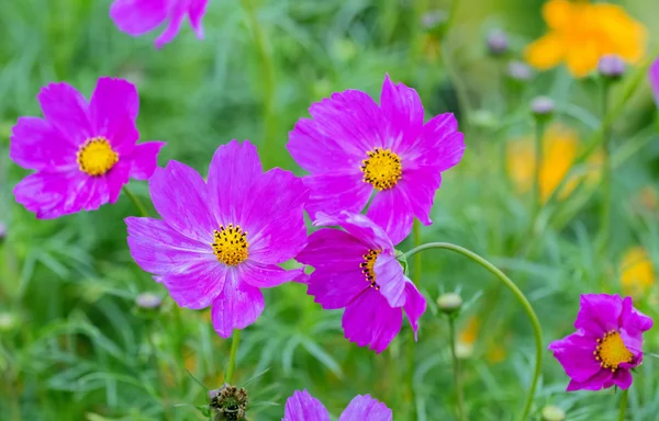 Jardim rosa de margaridas — Fotografia de Stock