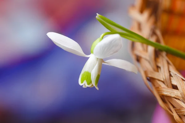 Красивый цветок белого подснежника, как одинокая принцесса — стоковое фото