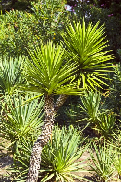 Palm Yucca — Stock Photo, Image