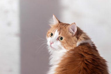 rahatsız korkmuş kırmızı kedi
