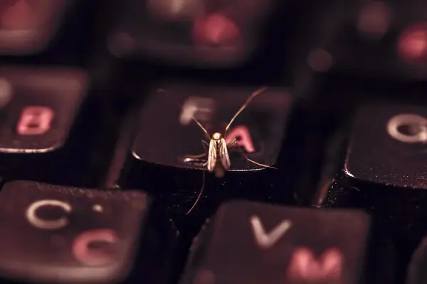 Insekt auf der Tastatur — Stockfoto