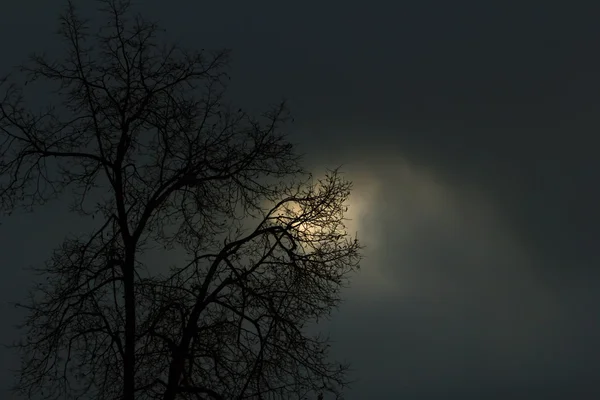 Árvore e céu — Fotografia de Stock