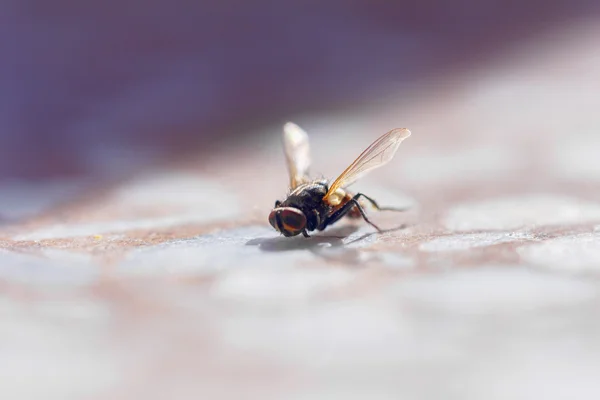 Большая муха, освещаемая солнцем — стоковое фото