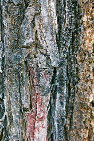 Corteccia di albero multicolore — Foto Stock