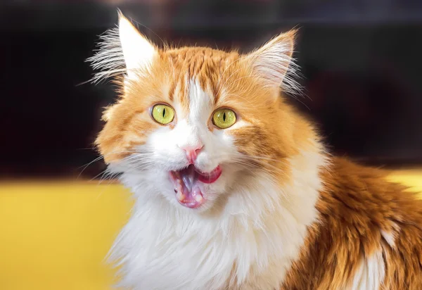Vermelho gato lambe lábios — Fotografia de Stock