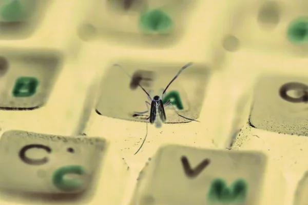 Big insect on keyboard — Stock Photo, Image