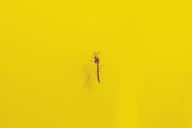 sarı arka plan üzerinde büyük sivrisinek