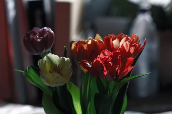Five spring tulips — Stock Photo, Image