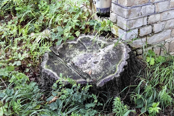 Starym pniu starego drzewa — Zdjęcie stockowe