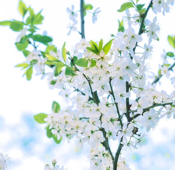 Våren blommande körsbärsträd blommar — Stockfoto