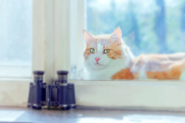 Gato vermelho entre caixilhos das janelas — Fotografia de Stock