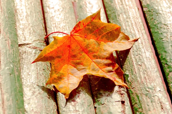 Осенний кленовый лист на скамейке — стоковое фото