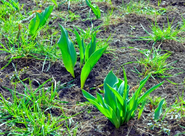 Feuilles de tulipes au printemps — Photo