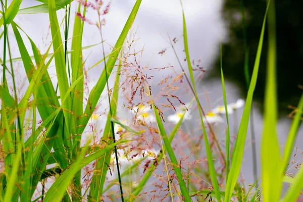 Summer grass on background of water — Stock Photo, Image