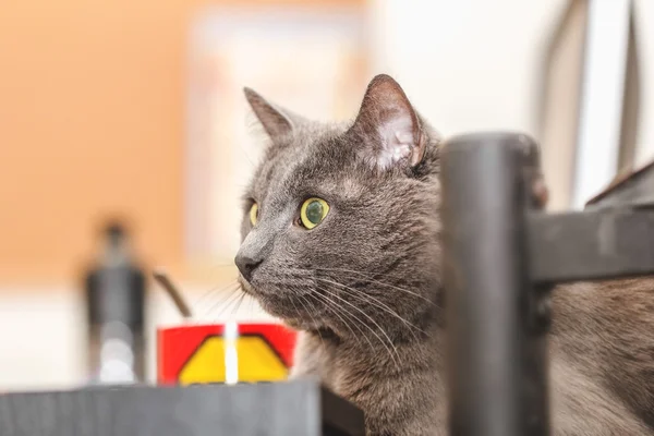 Gato gris observa cuidadosamente — Foto de Stock