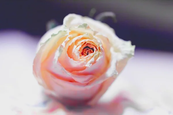 Getrocknete blassrosa Rose — Stockfoto