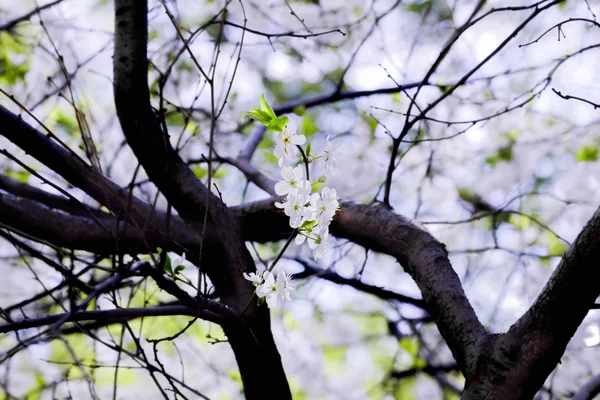 Branches de fleurs de cerisier — Photo