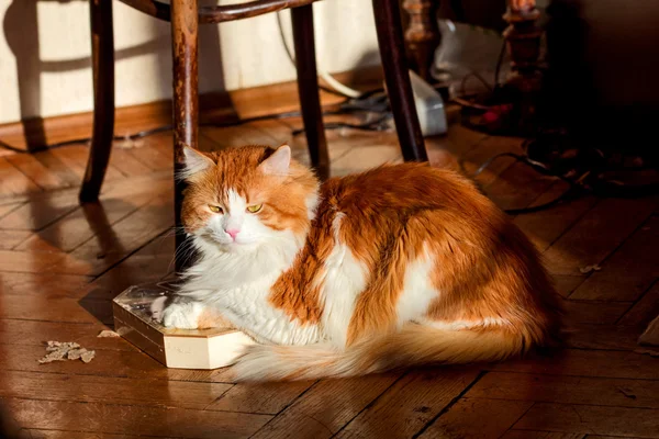 寄木細工の床の赤猫 — ストック写真