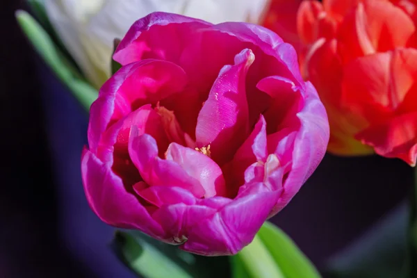 Revelou bela tulipa rosa — Fotografia de Stock