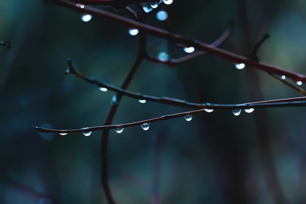 Tropfen auf Äste in blau — Stockfoto