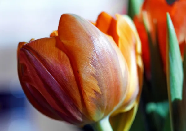 Великий апельсиновий весняний тюльпан — стокове фото