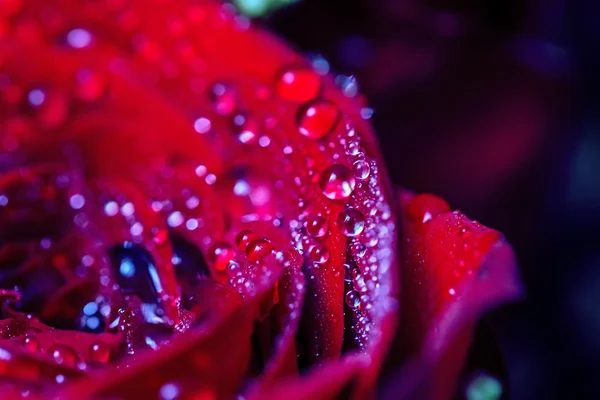 Kırmızı çiçek açan su damlaları ile yükseldi — Stok fotoğraf