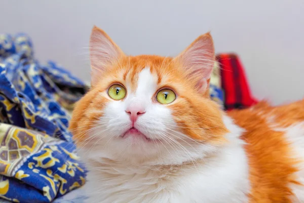 Gato rojo con ojos amarillos —  Fotos de Stock