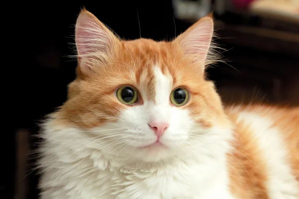 Gato vermelho em muitos pensamento — Fotografia de Stock