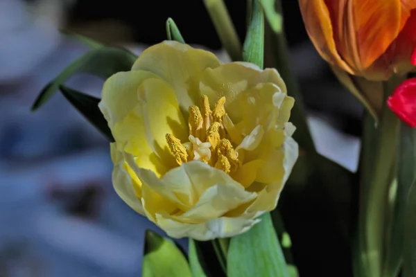 Tulipano vicino alla luce del sole — Foto Stock