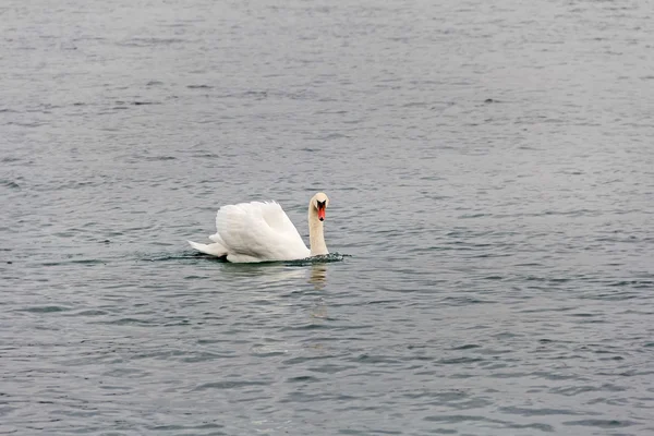 Swan on water surface — Stock Photo, Image