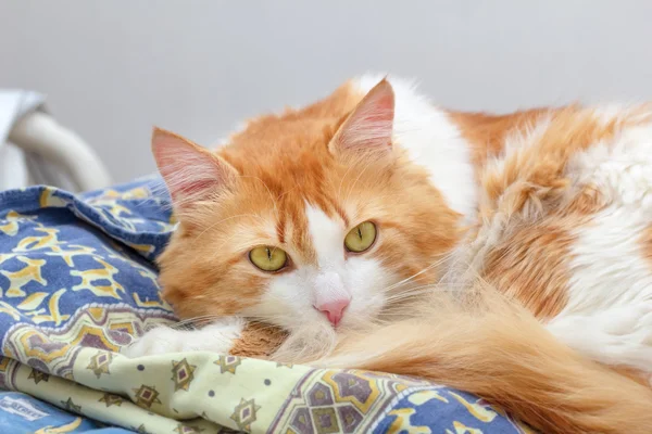 Grande hermoso rojo gato —  Fotos de Stock