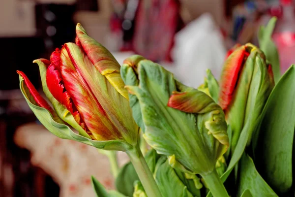 Knospenkleid aus roten Tulpen — Stockfoto