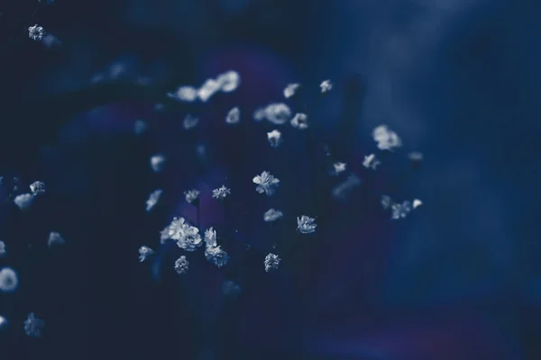 Petites fleurs blanches — Photo