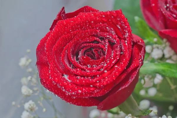 Beautiful red rose with water drops — Stock Photo, Image