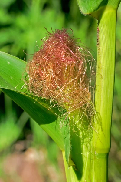 Corn silk — Stockfoto