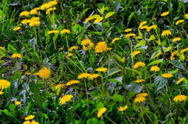 Dandelions amarelos na grama verde — Fotografia de Stock