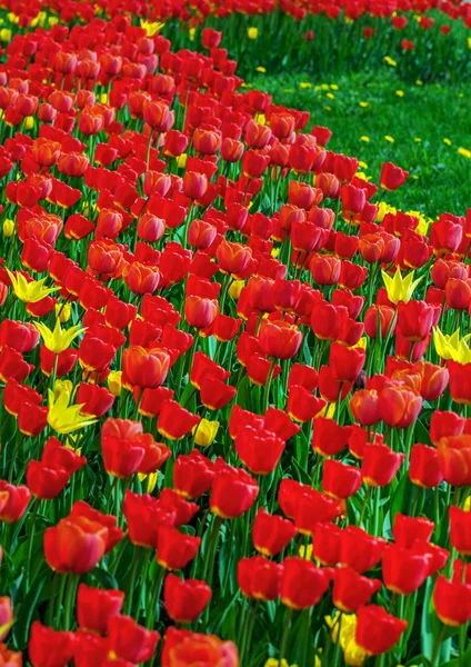 Muitas tulipas vermelhas frescas na grama — Fotografia de Stock